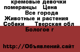 кремовые девочки померанцы › Цена ­ 30 000 - Все города Животные и растения » Собаки   . Тверская обл.,Бологое г.